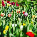 IMG_20210423_7